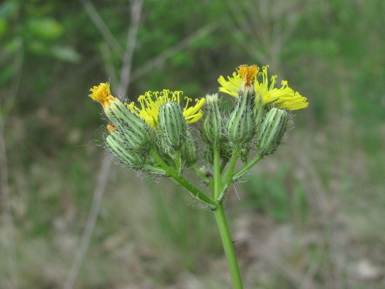 Image of Pilosella bauhini specimen.