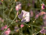 Convolvulus pseudocantabrica