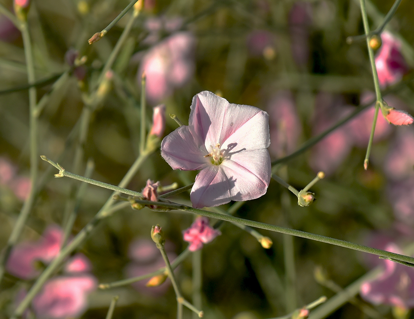 Image of Convolvulus pseudocantabrica specimen.