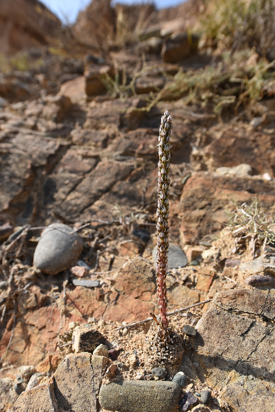 Image of Orostachys thyrsiflora specimen.