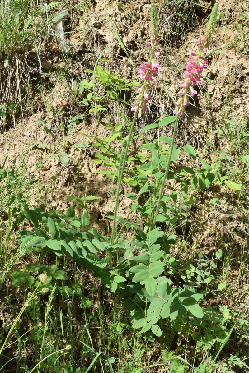 Изображение особи Onobrychis grandis.