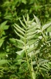 Valeriana officinalis