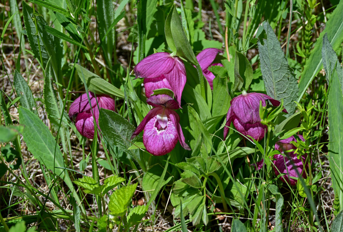 Image of Cypripedium macranthos specimen.