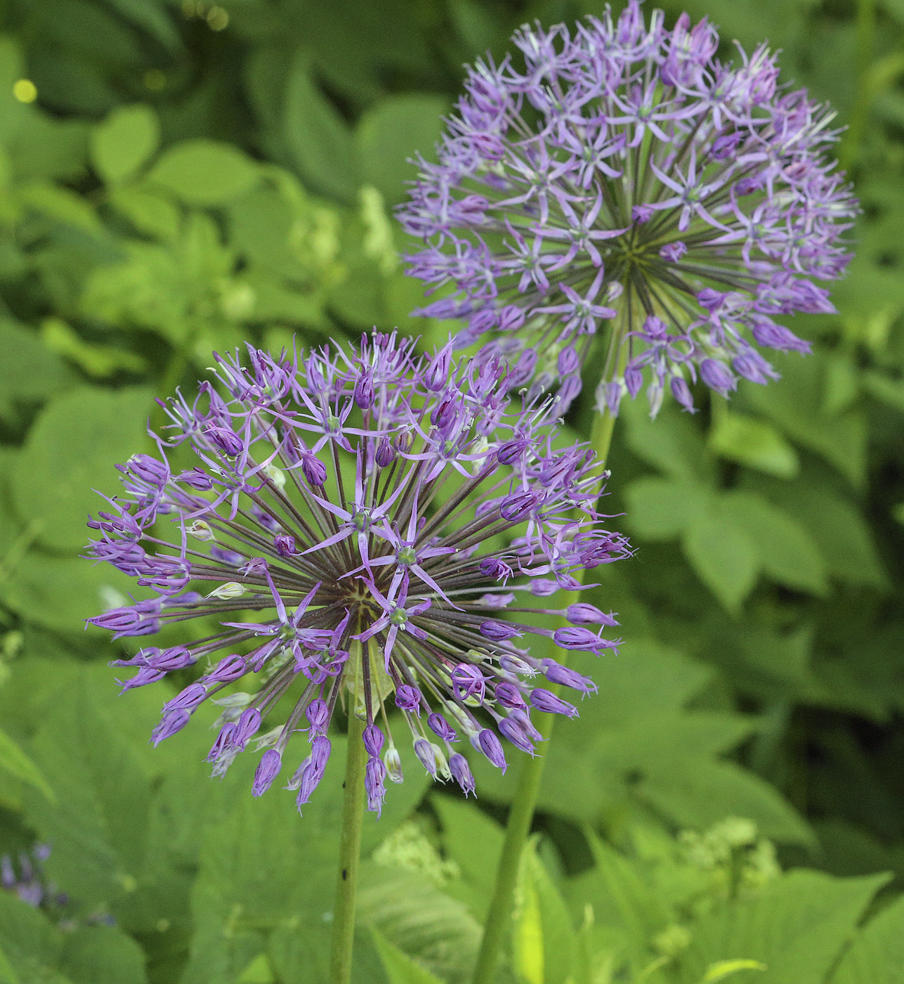 Изображение особи Allium rosenbachianum.