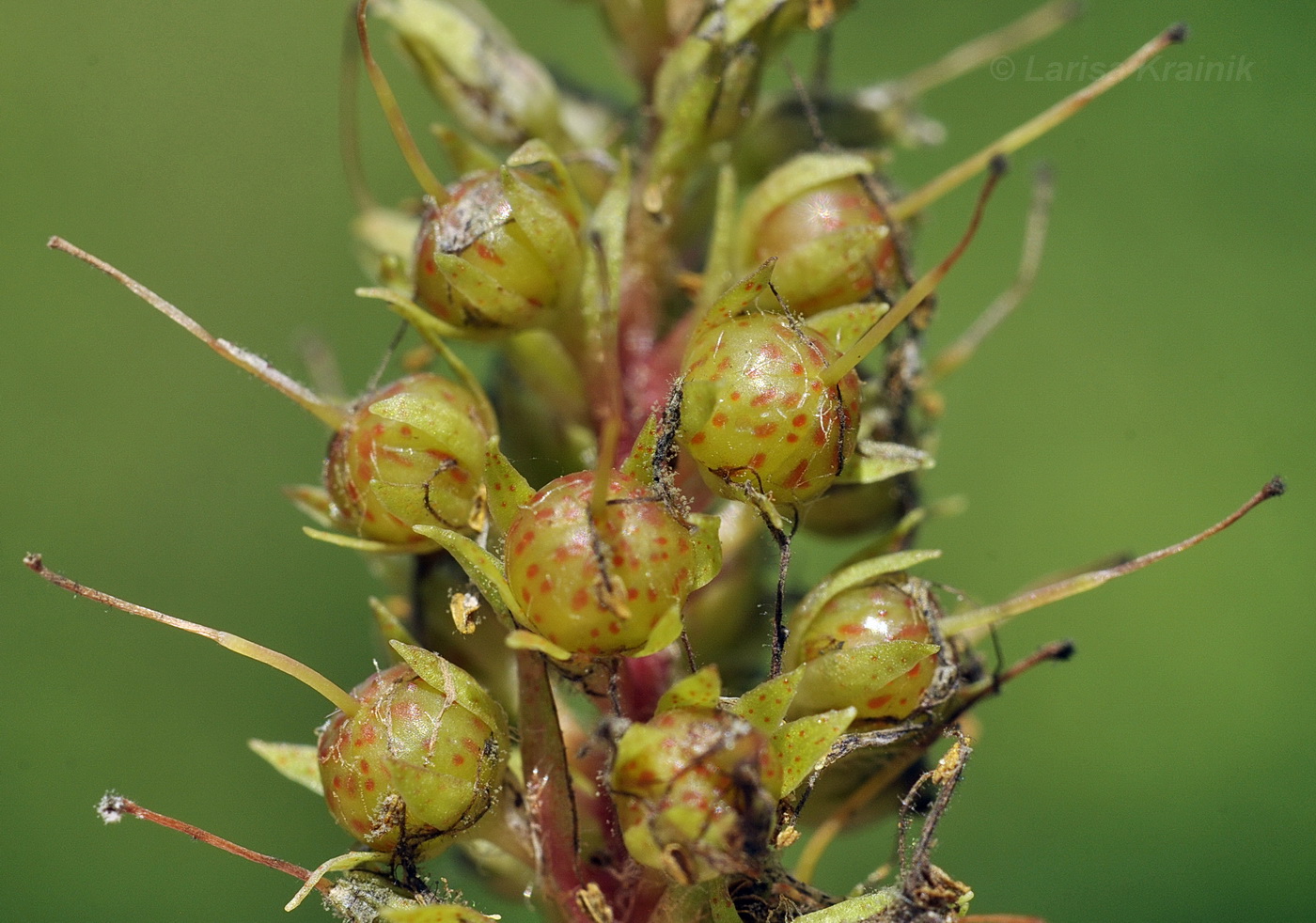 Изображение особи Naumburgia thyrsiflora.