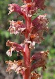 Orobanche rosea