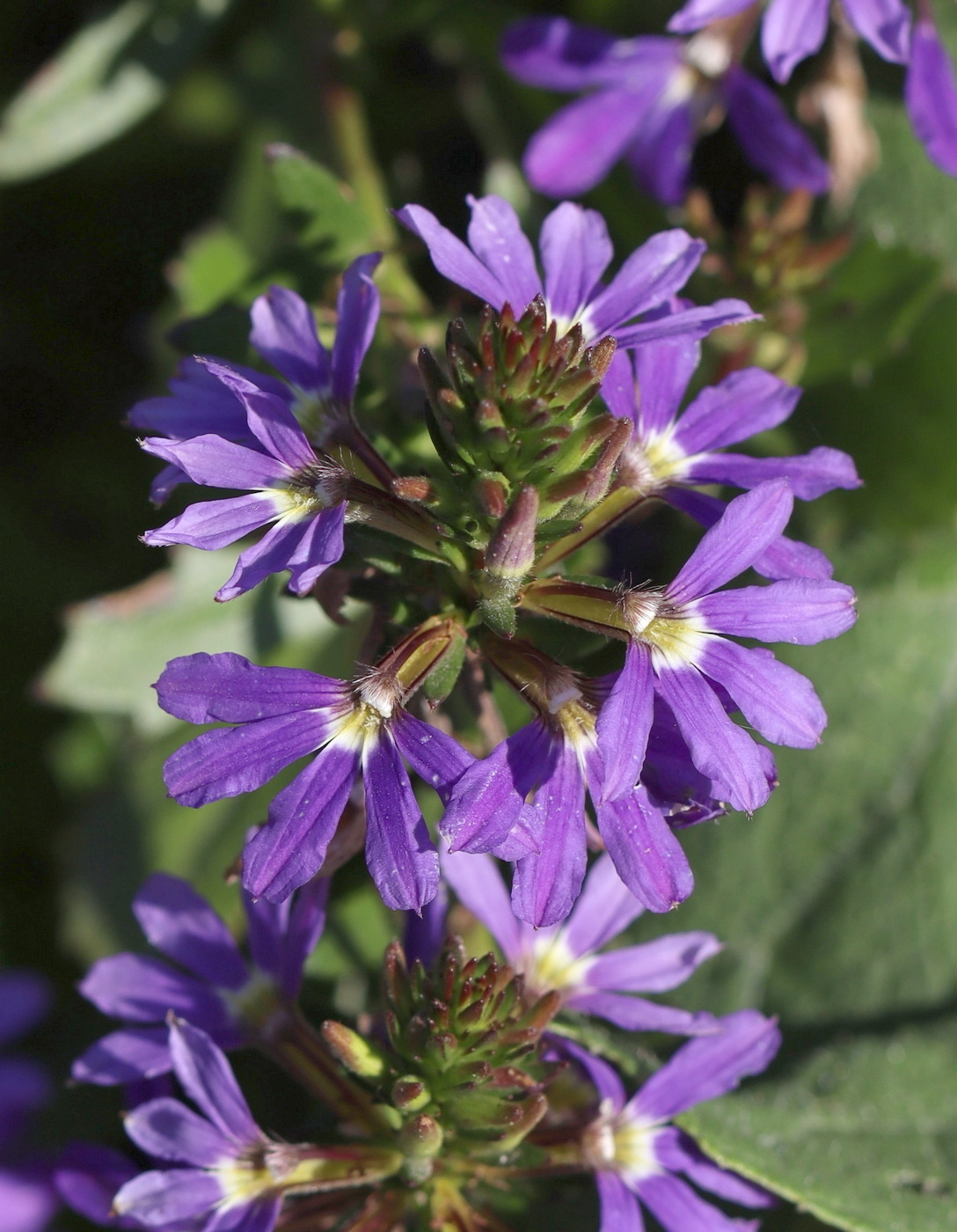 Изображение особи Scaevola aemula.