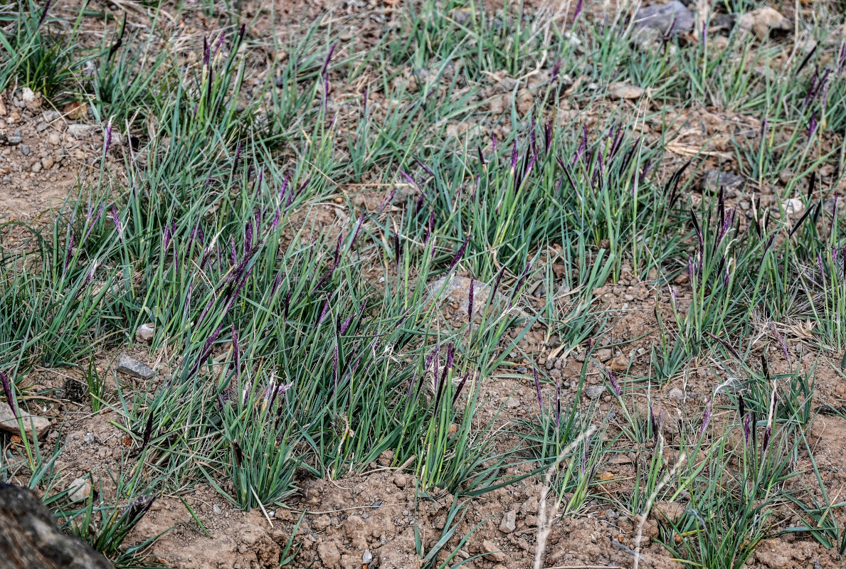 Изображение особи род Calamagrostis.