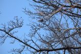 Crataegus pentagyna. Плодоносящее растение. Краснодарский край, Лазаревский р-н, окр. с. Ордынка, 190 м н.у.м., просека. 04.01.2020.