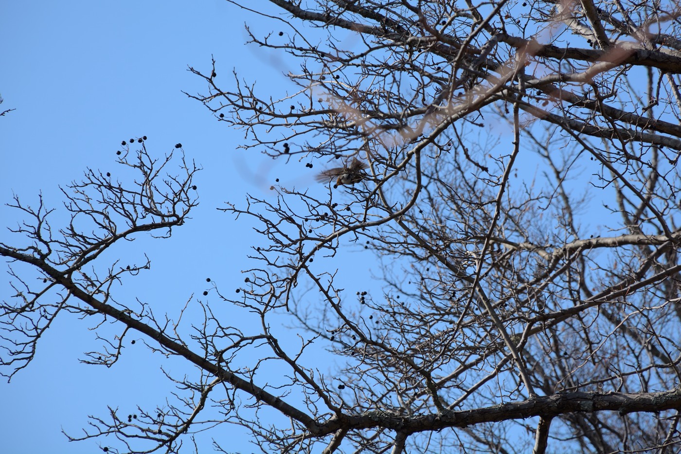 Image of Crataegus pentagyna specimen.