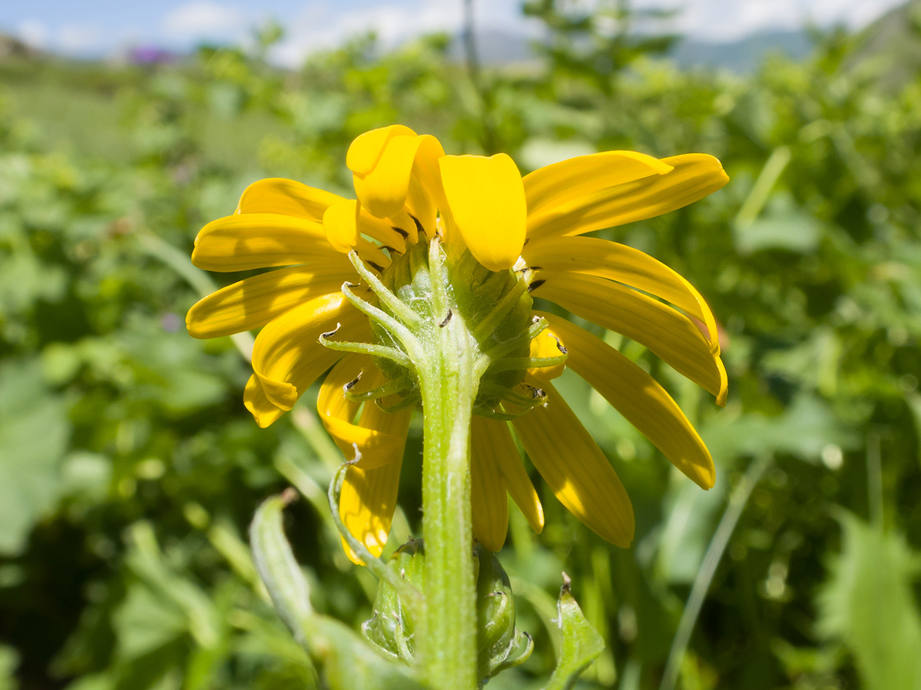 Изображение особи Senecio kolenatianus.