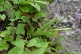 Orchis militaris ssp. stevenii