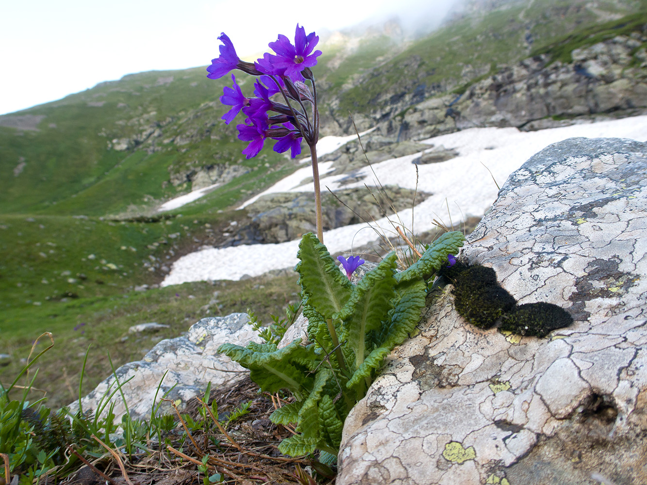 Image of Primula amoena specimen.