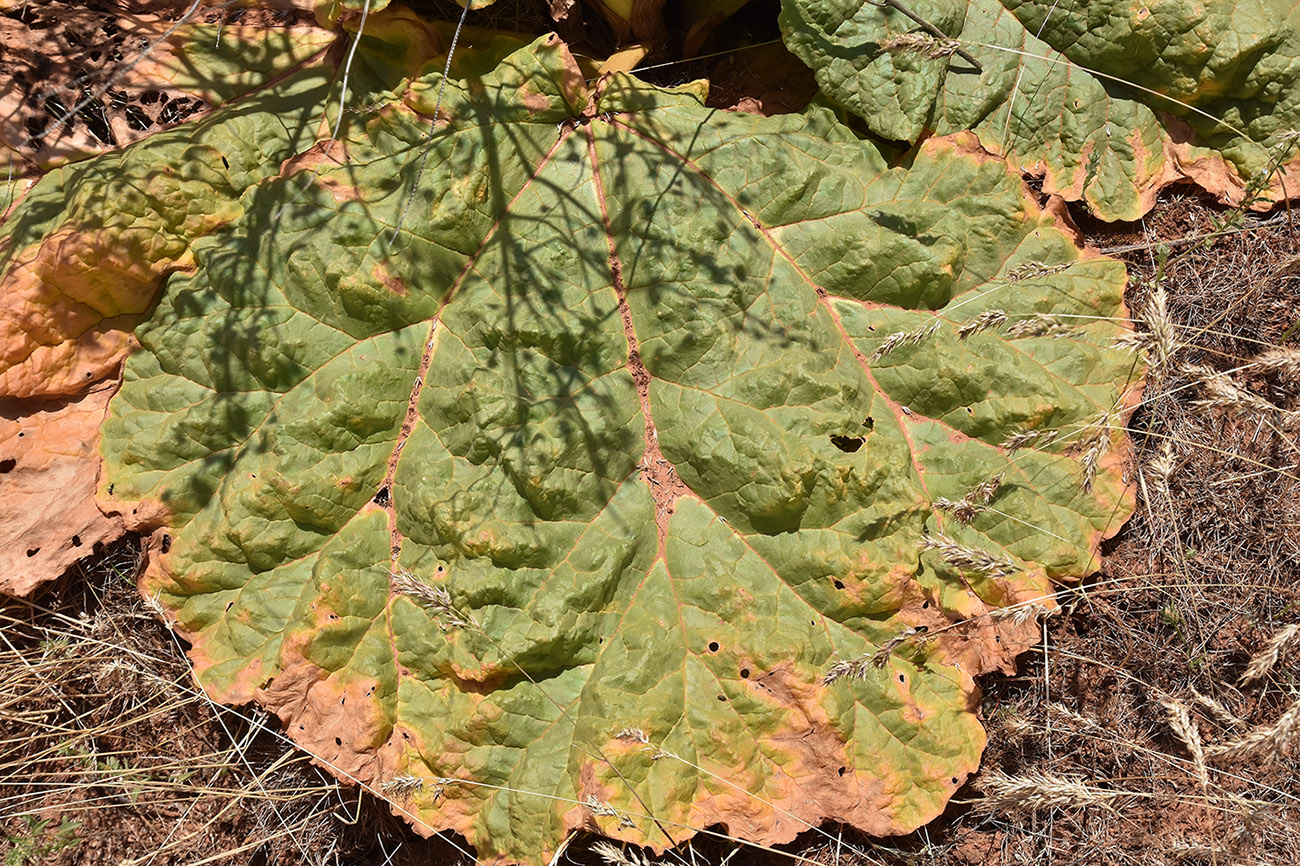 Image of Rheum tataricum specimen.