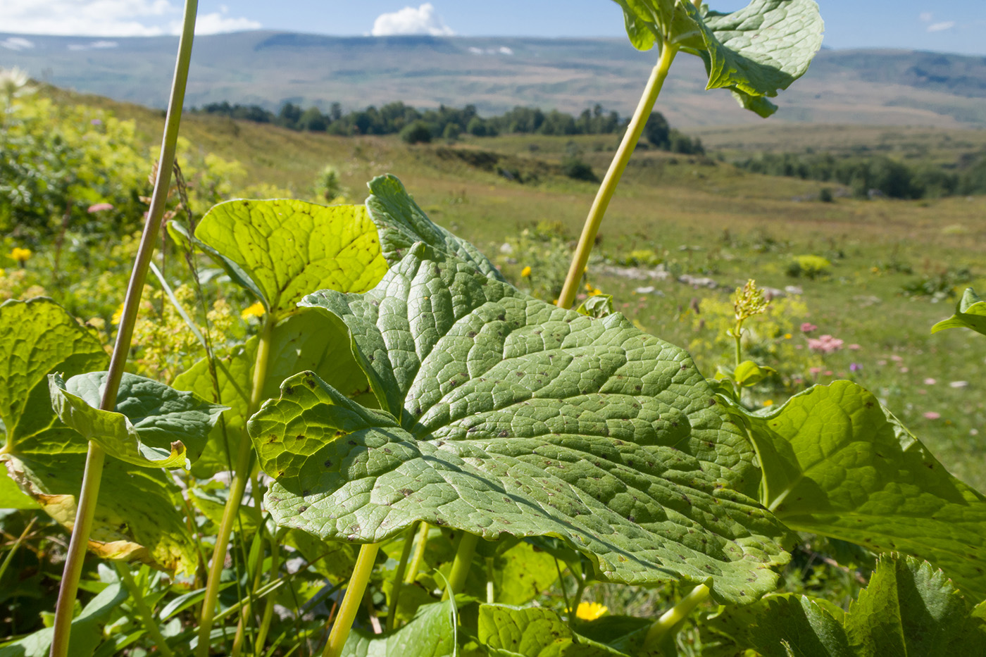 Изображение особи Valeriana alliariifolia.