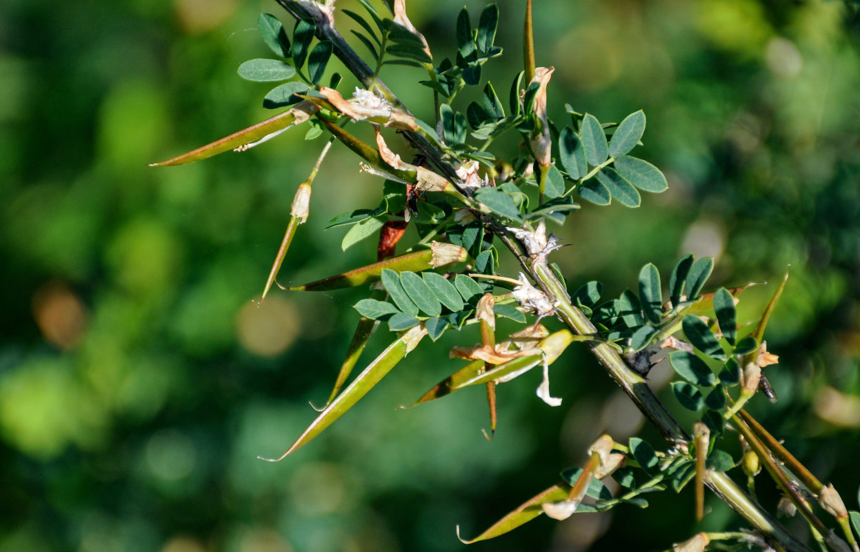 Изображение особи Caragana arborescens.