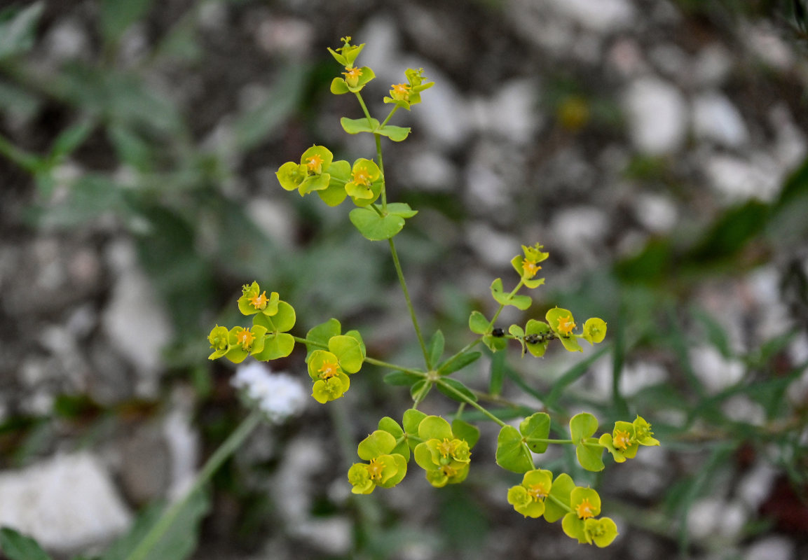 Image of Euphorbia daghestanica specimen.