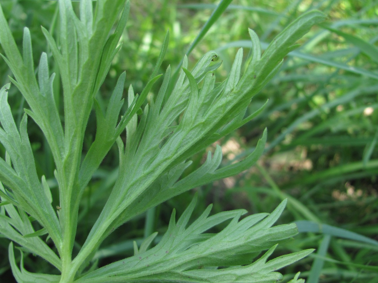 Image of Delphinium schmalhausenii specimen.