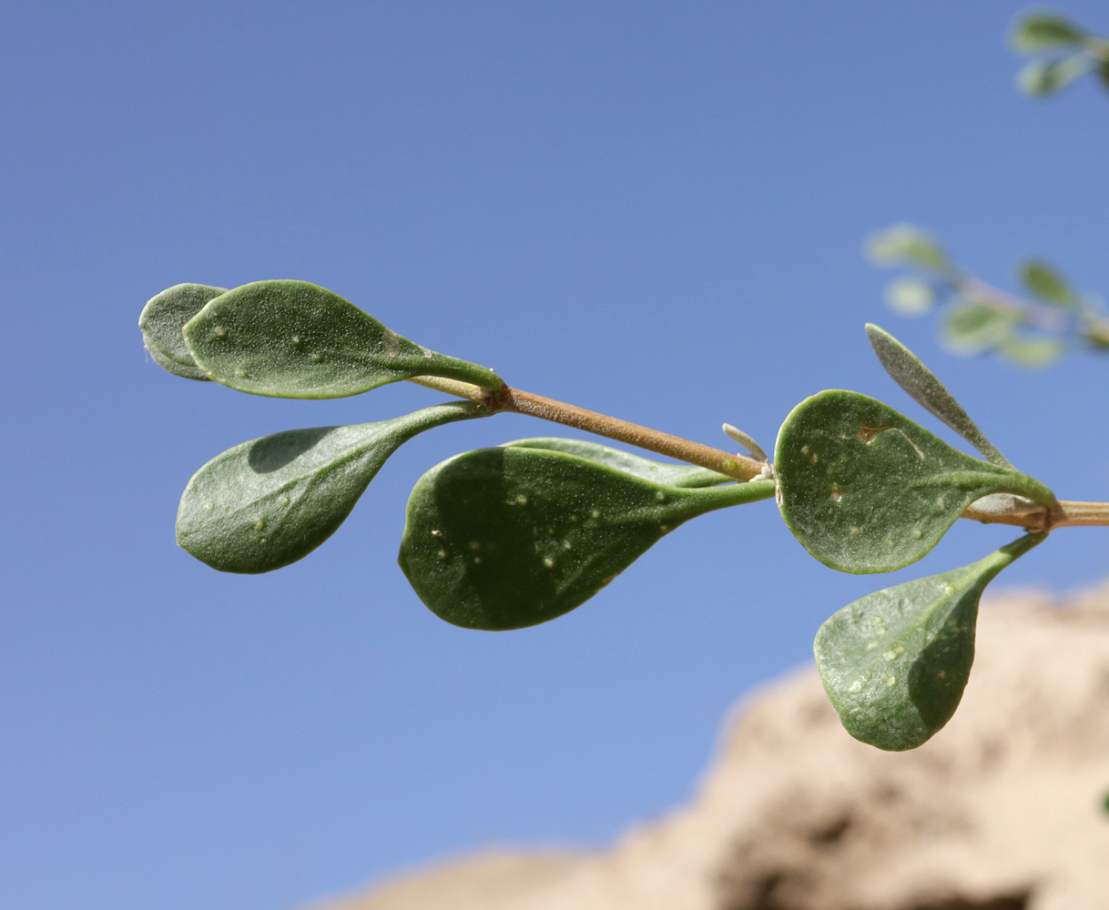 Image of Zygophyllum atriplicoides specimen.