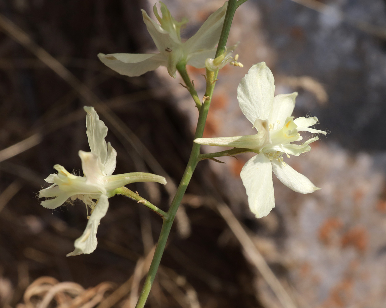 Изображение особи Delphinium semibarbatum.