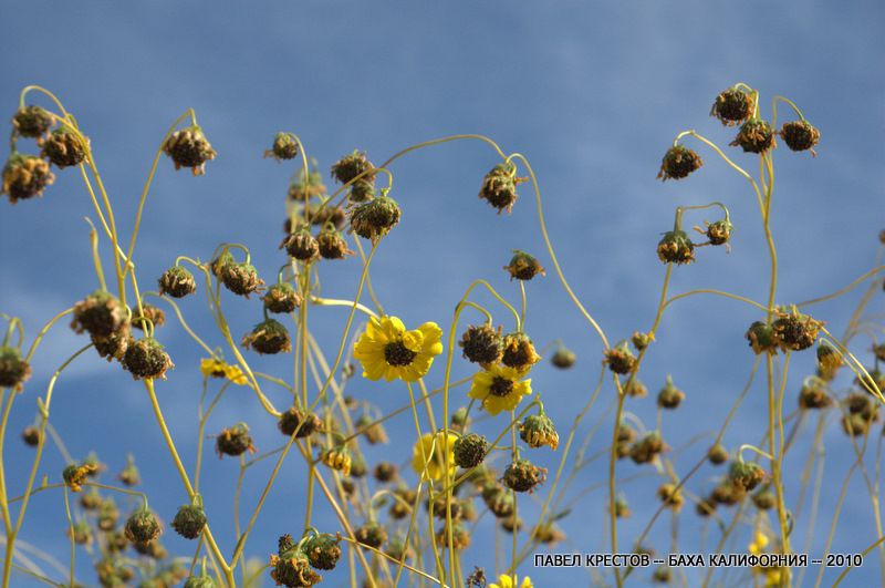 Image of Encelia farinosa specimen.