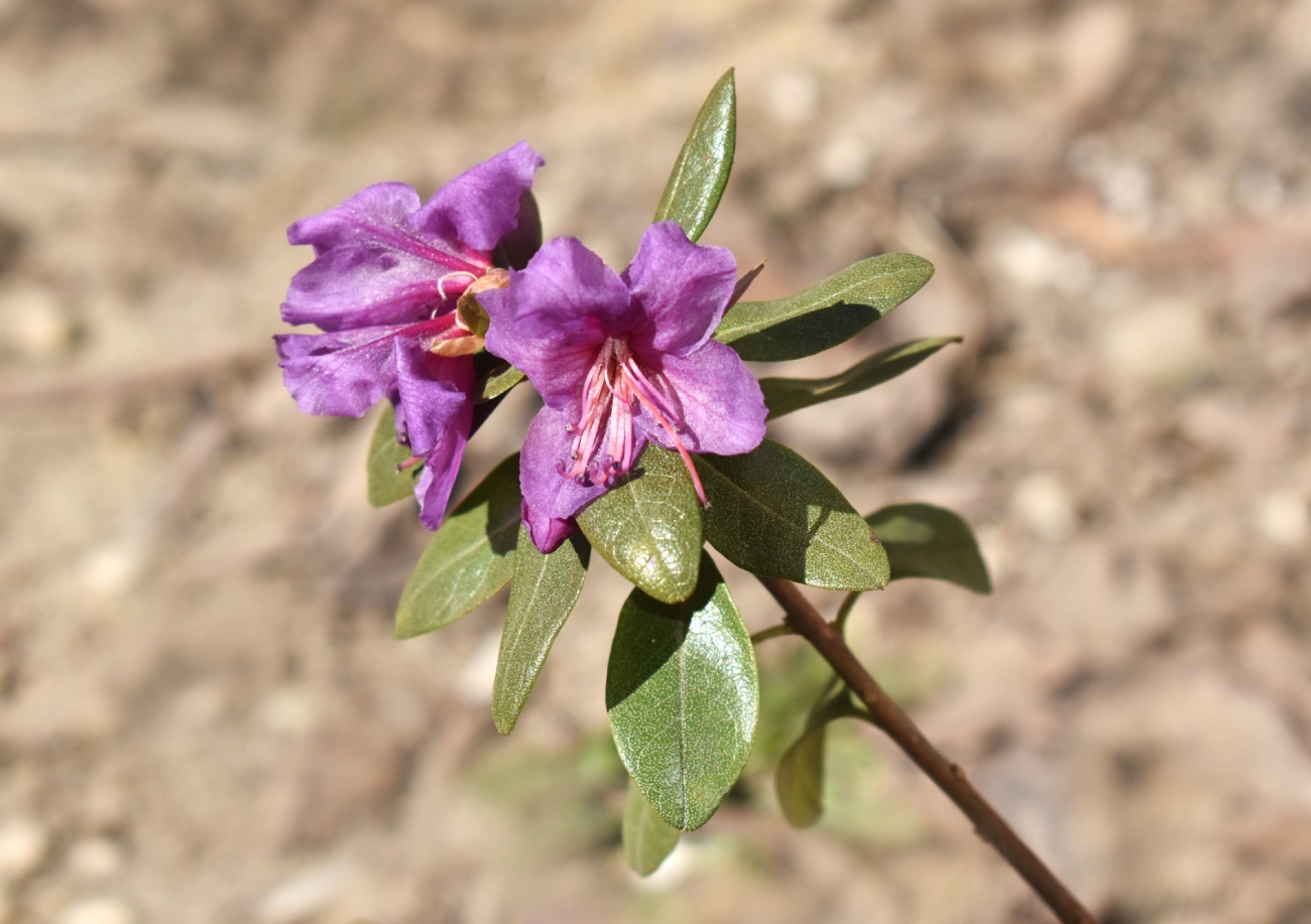 Image of Rhododendron sichotense specimen.