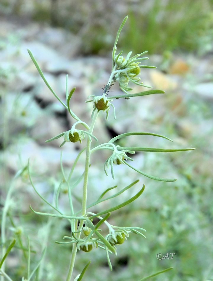 Image of Artemisia jacutica specimen.