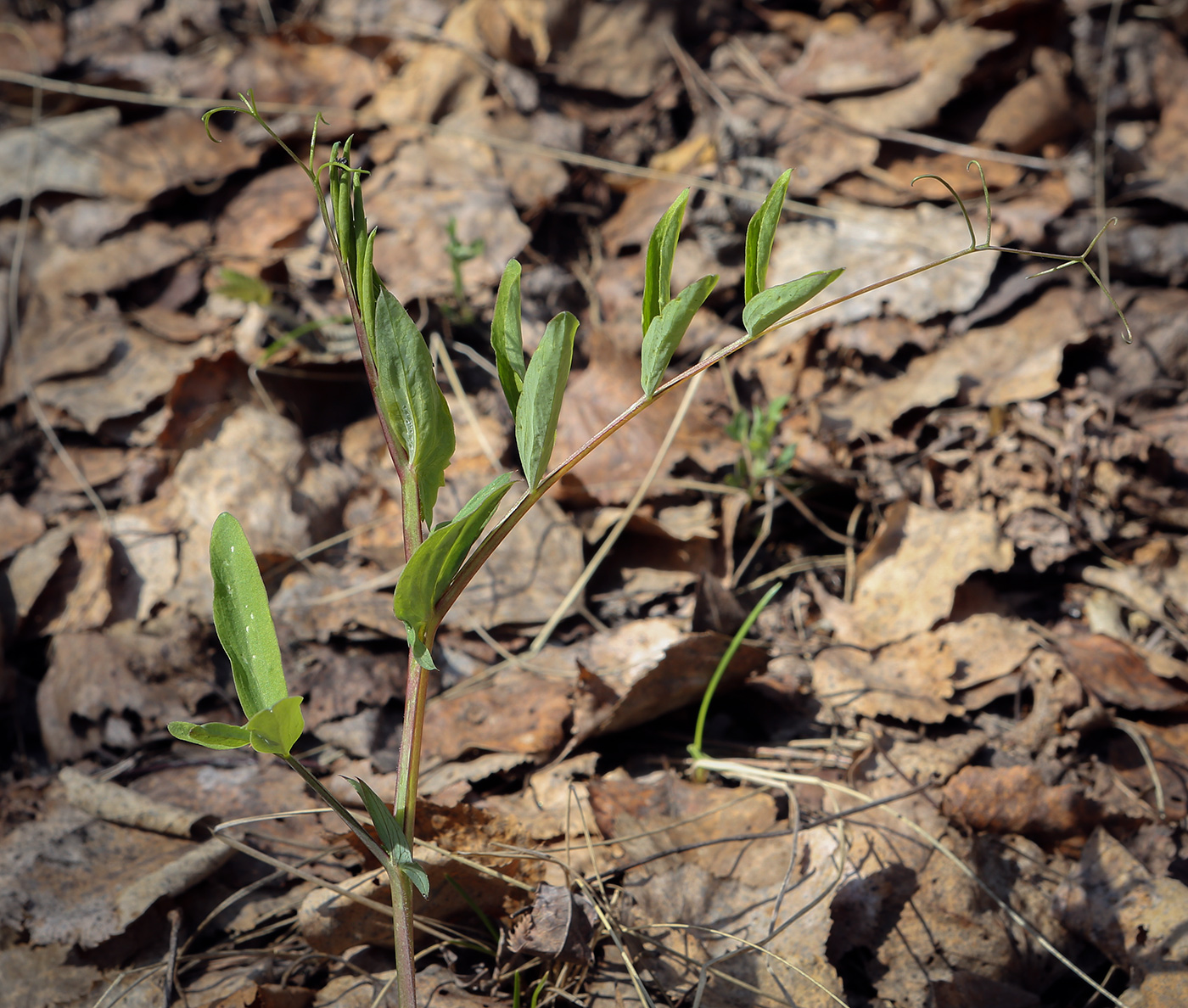 Image of Lathyrus vernus specimen.