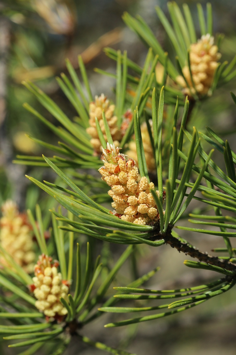 Изображение особи Pinus sylvestris.