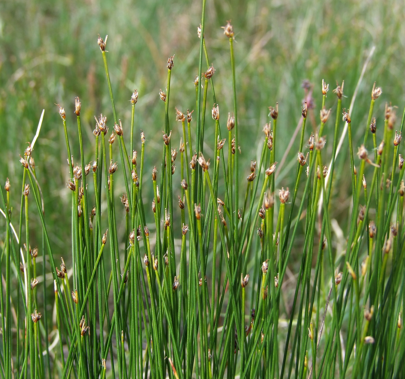 Изображение особи Trichophorum cespitosum.