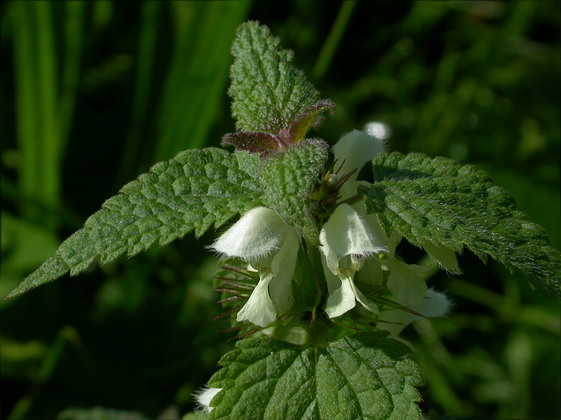 Image of Lamium album specimen.