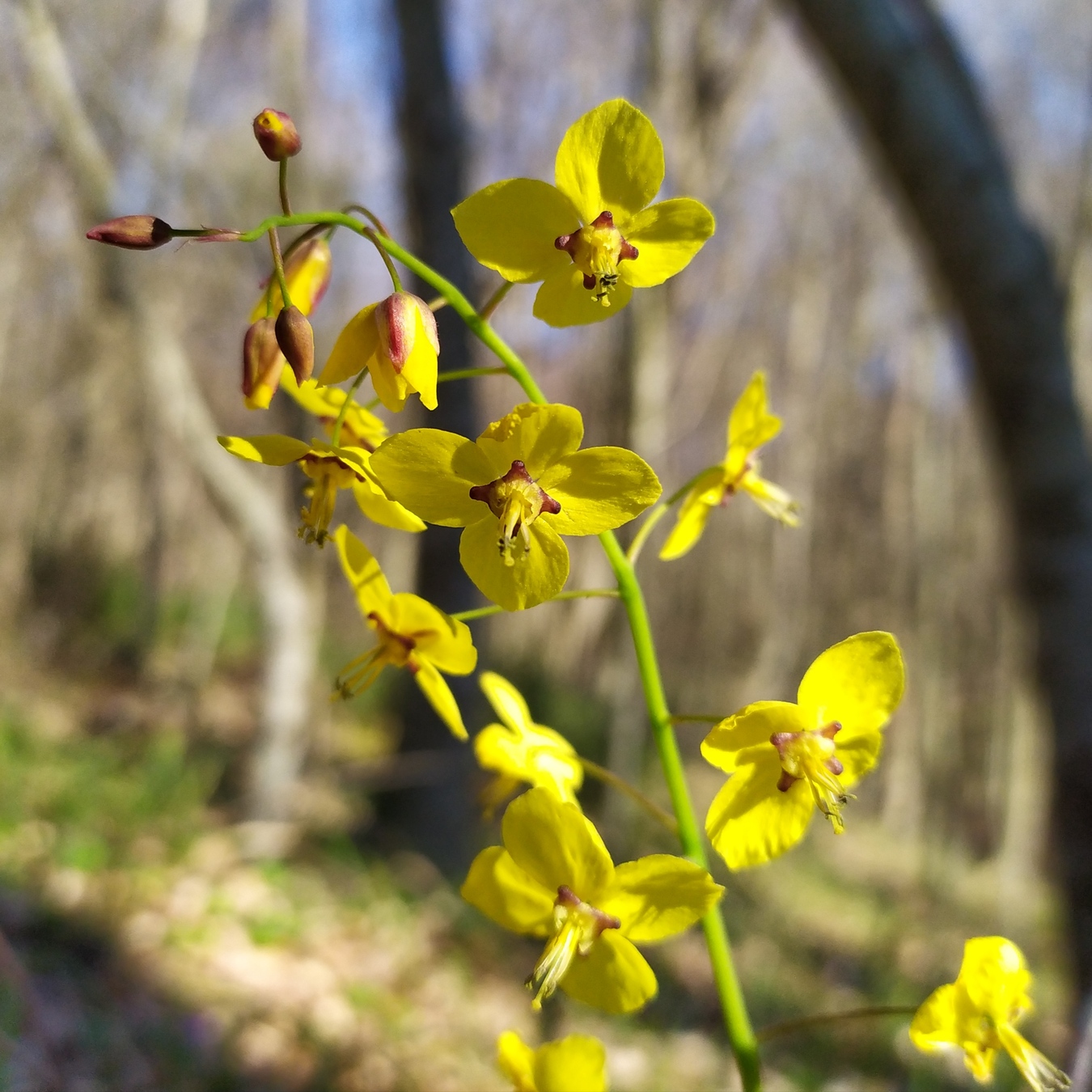 Image of Epimedium colchicum specimen.