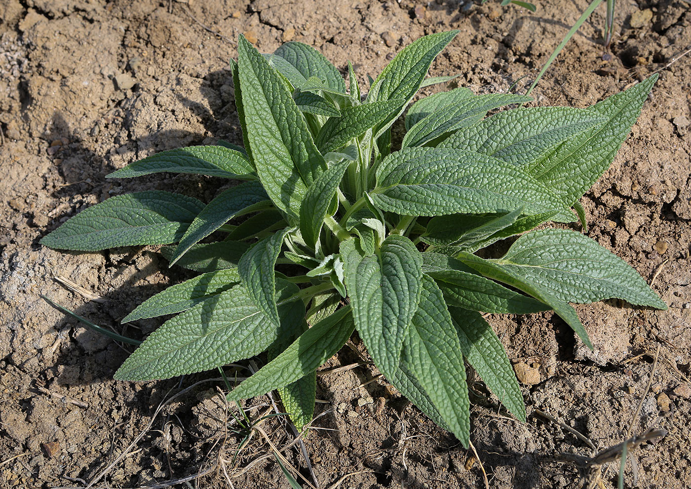 Image of Phlomis pungens specimen.