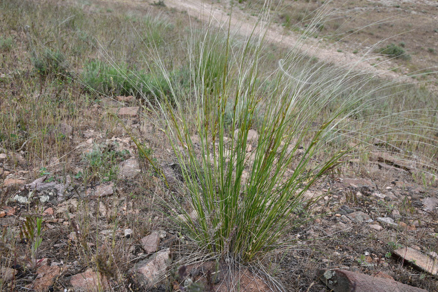 Image of genus Stipa specimen.