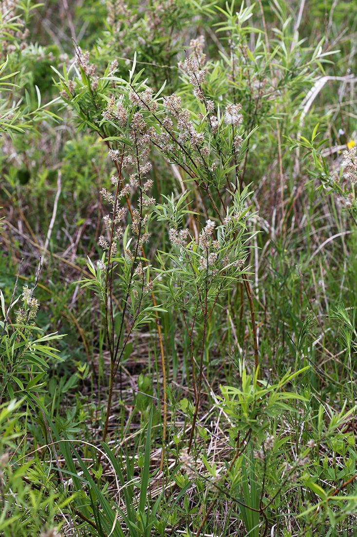 Image of Salix brachypoda specimen.