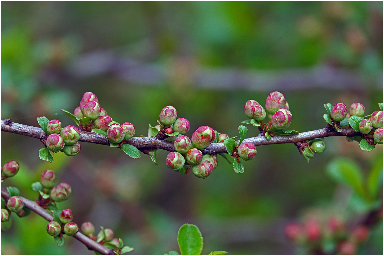 Image of Chaenomeles japonica specimen.