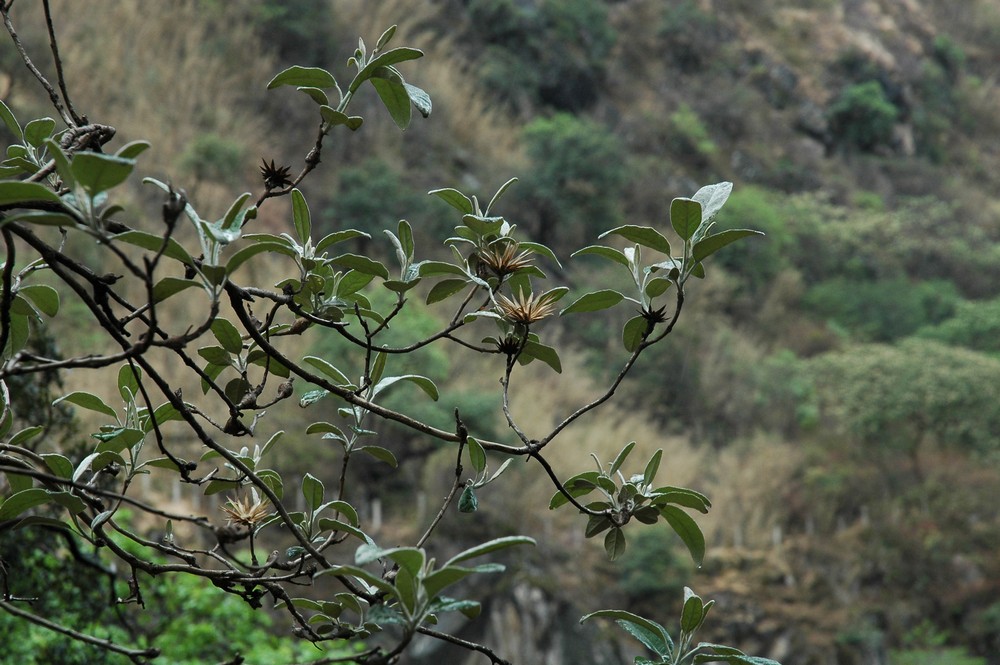 Image of Nouelia insignis specimen.