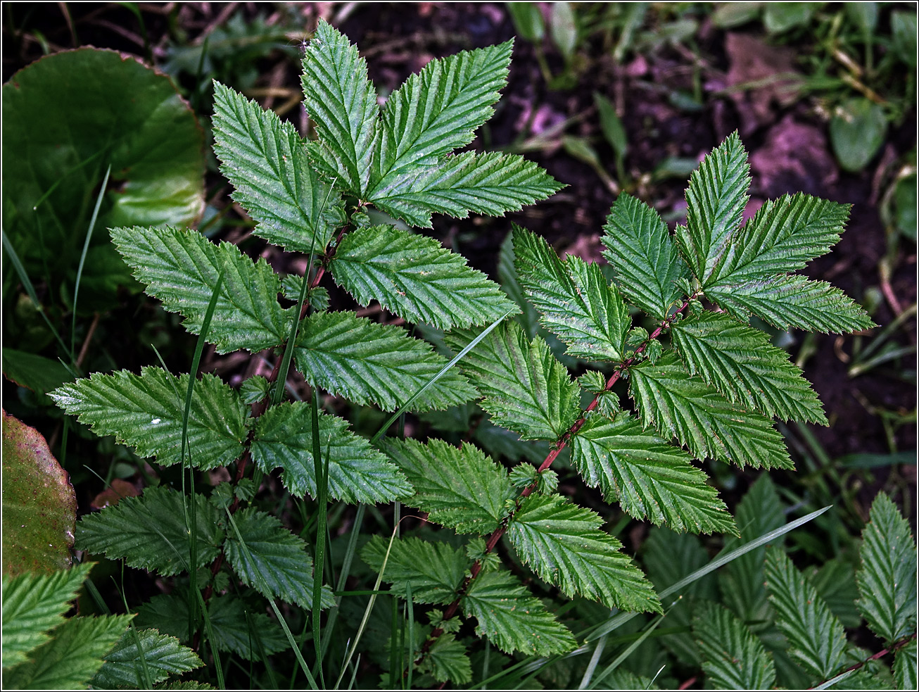 Image of Filipendula ulmaria specimen.