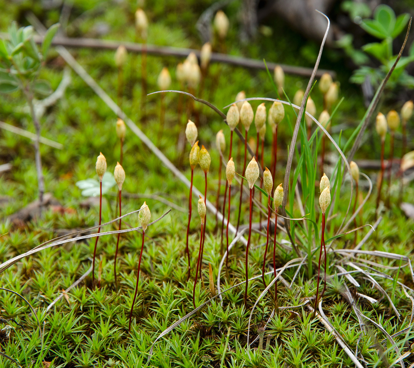 Изображение особи Polytrichum juniperinum.