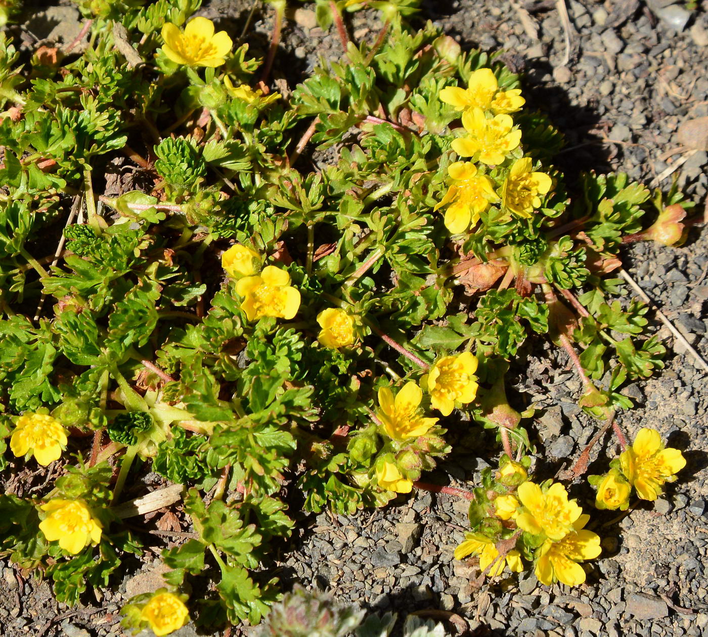 Изображение особи Potentilla flabellata.