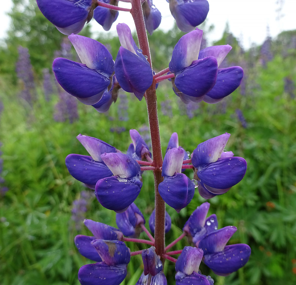 Image of Lupinus nootkatensis specimen.