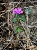 Malva sylvestris. Цветущее растение. Грузия, Мцхета-Мтианети, окр. монастыря Джвари, сухой склон. 10.06.2023.