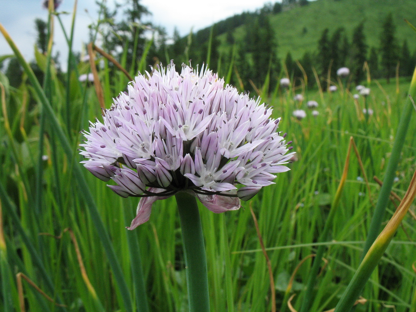 Изображение особи Allium ledebourianum.