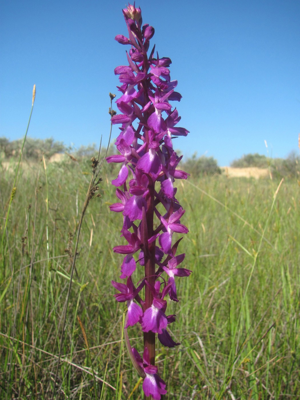 Image of Anacamptis laxiflora ssp. elegans specimen.