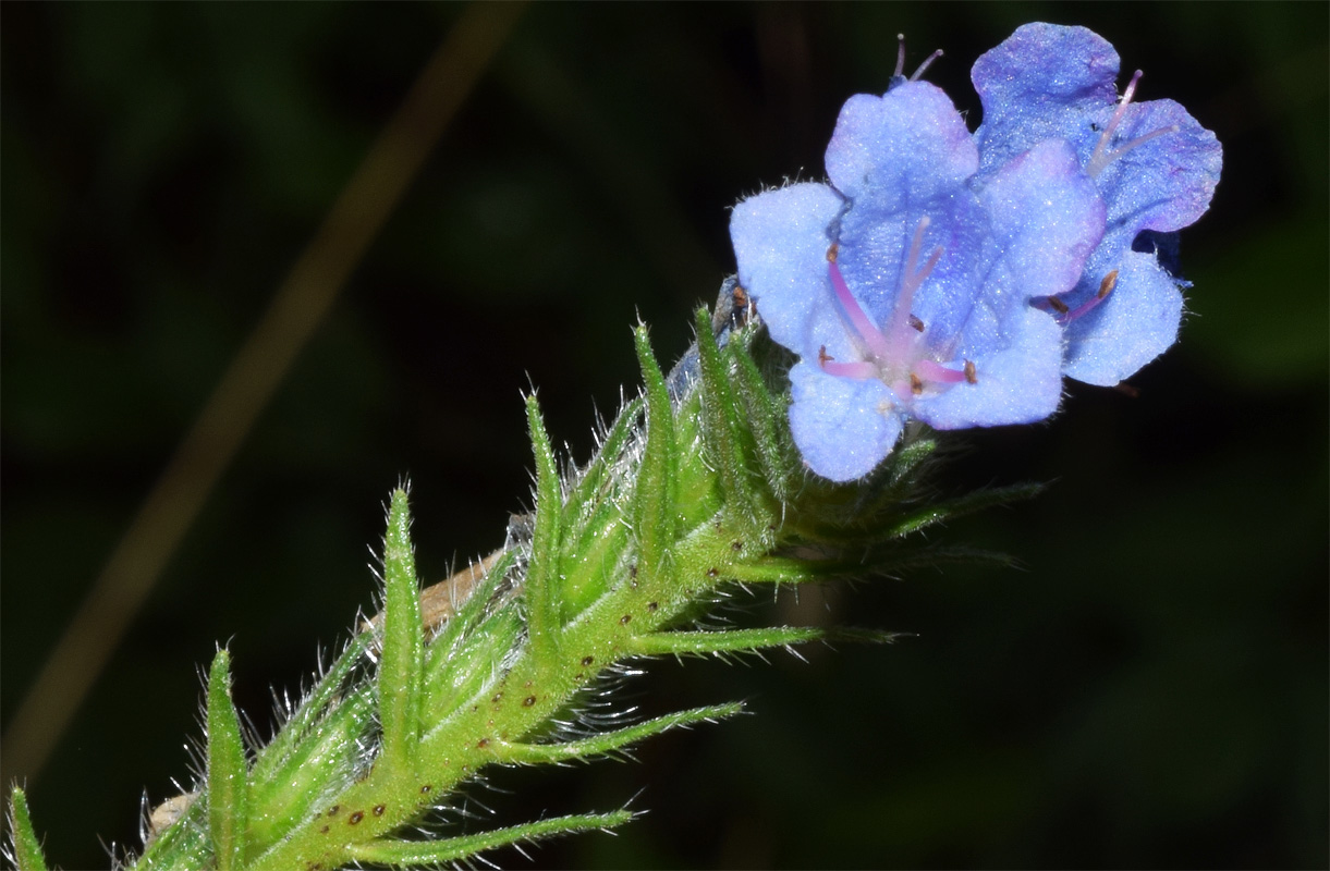 Изображение особи Echium vulgare.