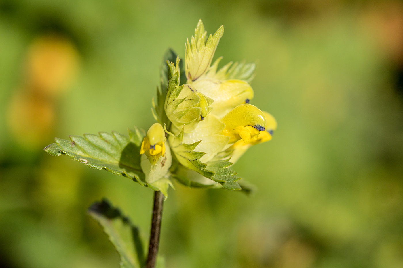 Изображение особи Rhinanthus vernalis.