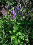 Campanula latifolia. Цветущее растение. Оренбургская обл., Кувандыкский гор. округ, заповедник \"Шайтан-Тау\", долина р. Сакмара, опушка смешанного леса. 05.07.2023.