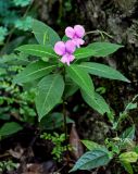 Impatiens macrovexilla. Цветущее и плодоносящее растение. Китай, Гуанси-Чжуанский автономный р-н, г. Синпин, широколиственный лес, каменистый участок склона. 01.06.2024.