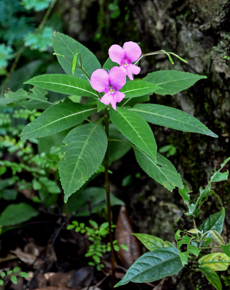 Image of Impatiens macrovexilla specimen.