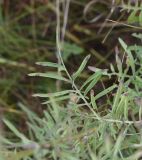 Centaurea scabiosa